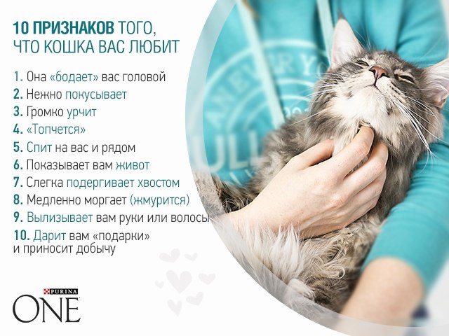 Признаки проявления любви кошки к хозяину