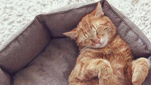 Сколько часов в сутки спят кошки