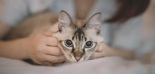 Фото кошка на руках