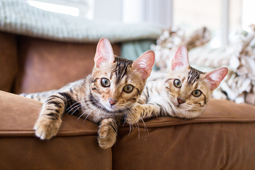 Фото двух кошек