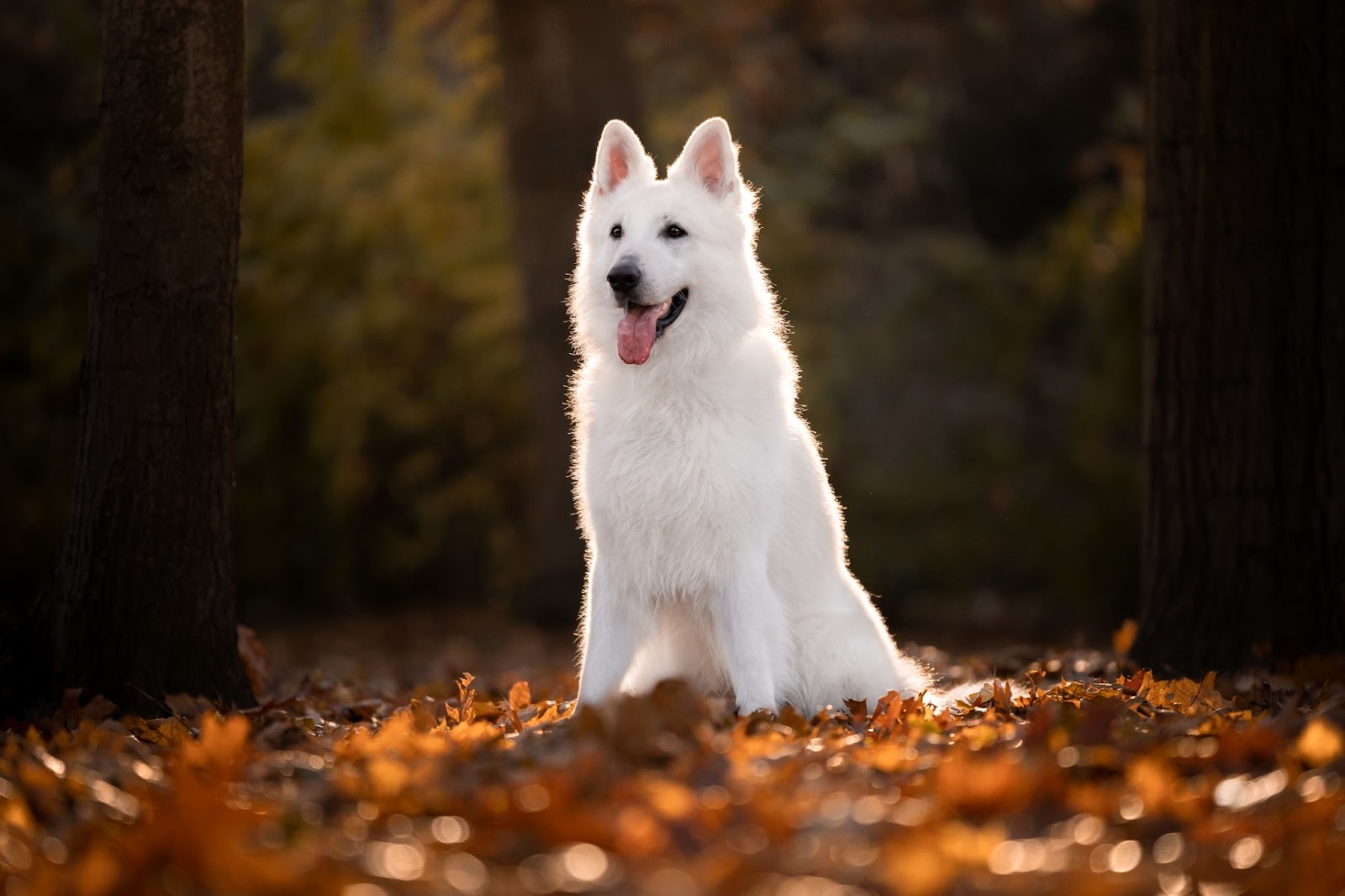 Белая собака сидит на листве (Белая швейцарская овчарка)