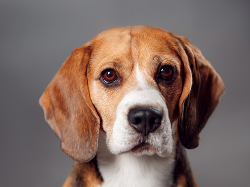 Характеристики Royal Canin BEAGLE ADULT (БИГЛЬ) корм для собак от 12 месяцев