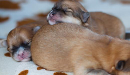 Все собаки мелких пород