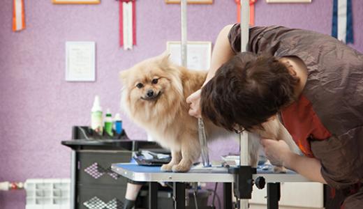 УХОД ЗА ПОМЕРАНСКИМ ШПИЦЕМ