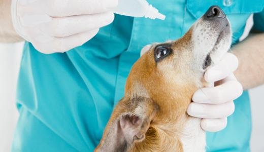 Конъюнктивит у собак