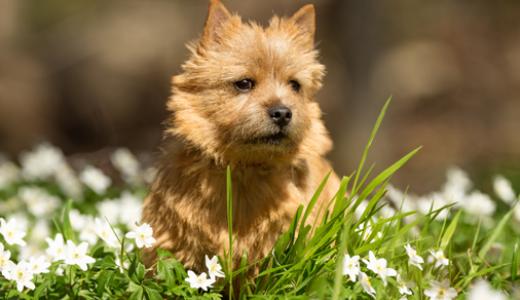 Норвич-терьер