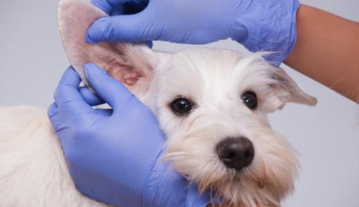 Отит у собак