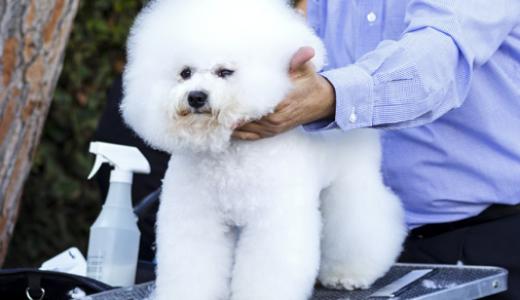 Порода Бишон-фризе - характер, плюсы и минусы породы