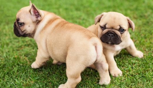 Оптимальный возраст для вязки