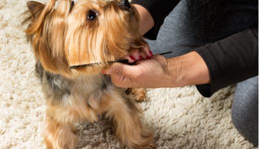 Фото стрижки йорка