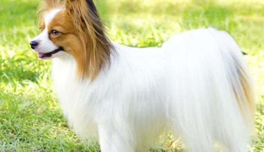 Линька у собак