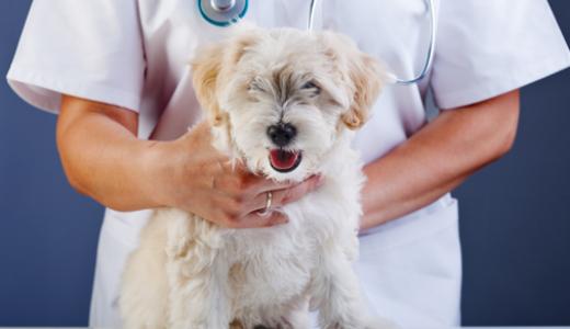 Фото собаки у ветеринара