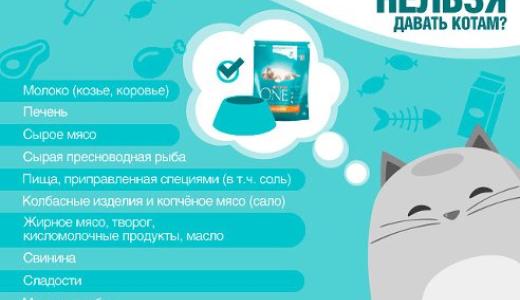 ​Что нельзя давать кошкам и почему