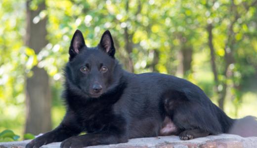 Шипперке - собаки королевы Бельгии