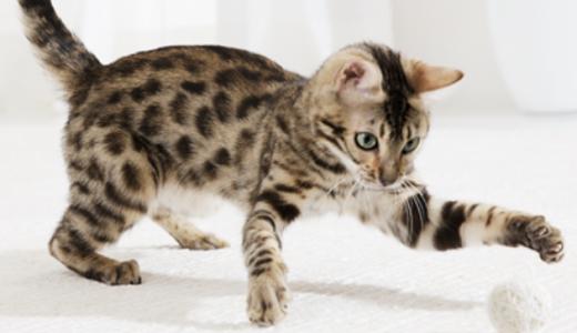 Игры для кошек