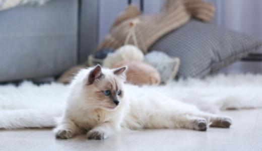 ​Сколько лет живет кошка?