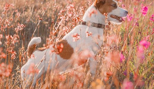 Защита собак от клещей: эффективные средства и правила