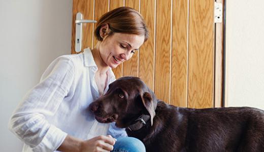 Лучшие породы собак для квартиры и дома: ТОП-10