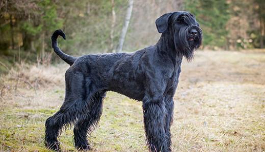 Ризеншнауцер