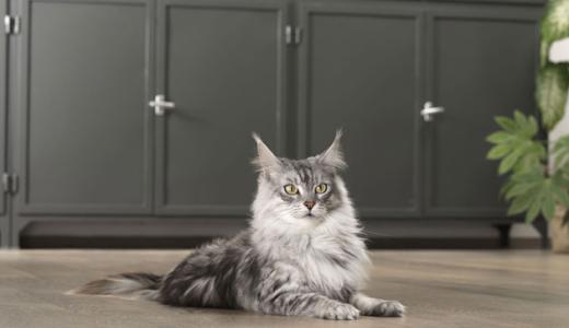 Фото кошки породы мейн-кун