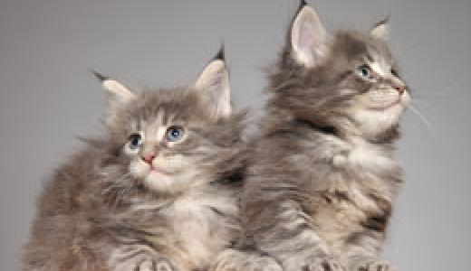 ​Чем кормить котят