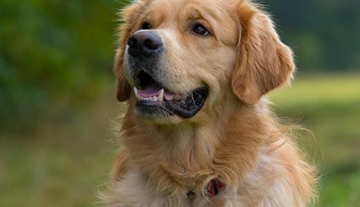 Зубы у собак