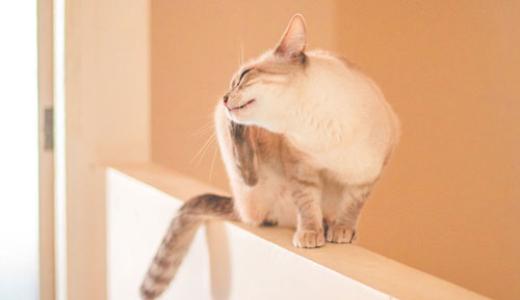 Блохи у кошки