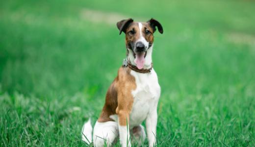 Фокстерьер