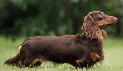 Длинношерстная такса