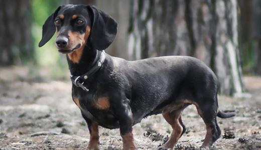 Карликовая такса