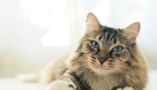 ​Лишай у кошек