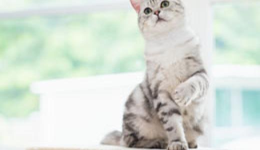 Мяуканье кошек и другие кошачьи звуки