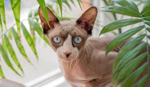 Порода кошек сфинкс