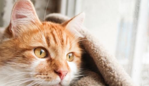 ​Мочекаменная болезнь у кошек