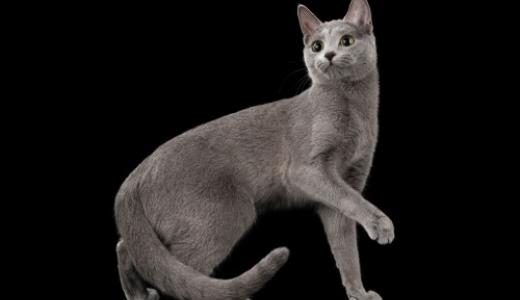 Русская голубая кошка