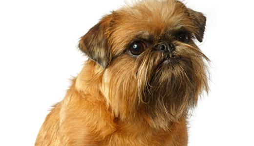 Брюссельский гриффон