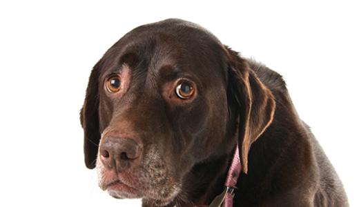 Рвота у собаки