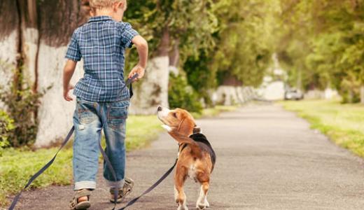 Лучшие собаки для детей