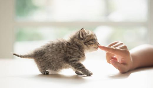 Как приучить котенка к новому месту