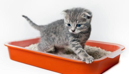 Как приучить котенка к лотку