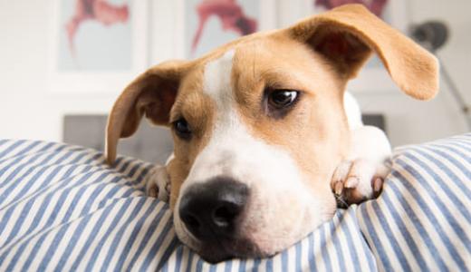 Собака лежит на диване