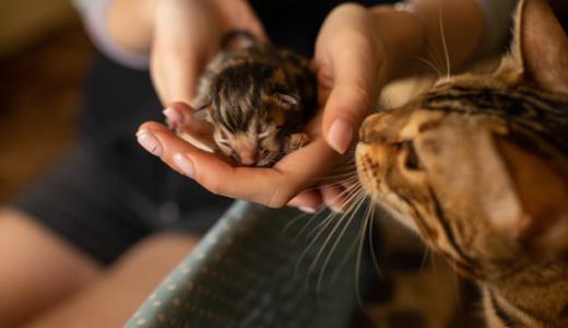 Уход за новорожденными котятами 