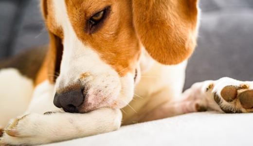 Подкожный клещ у собак