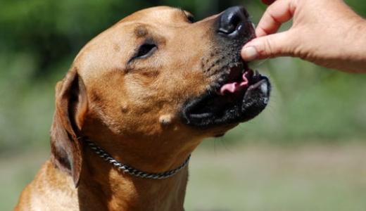 Когда кормить собаку