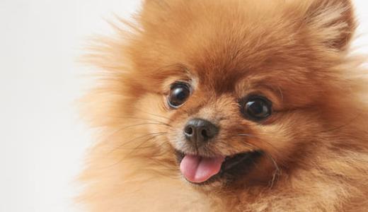 Фото собаки породы Шпиц