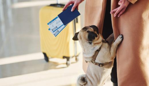 Как подготовить собаку к поездке в другую страну