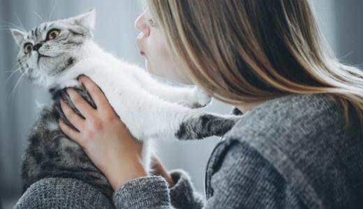 Что делать, если кот обиделся