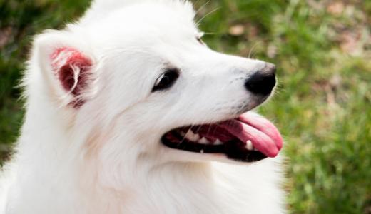 Американский эскимосский шпиц