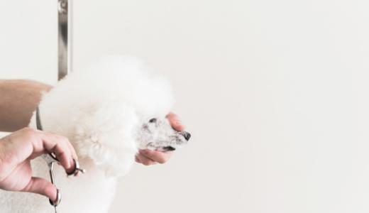 Стрижки пуделя