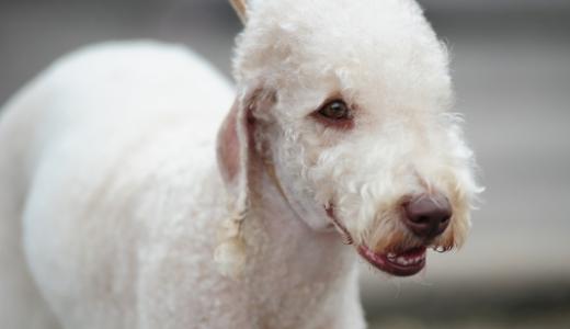 Бедлингтон терьер